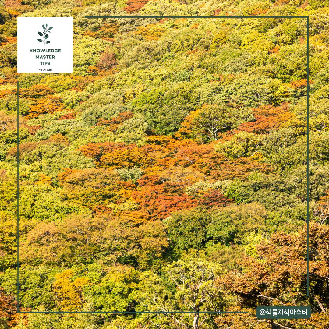 경상도 단풍 명소 - 부산 금정산