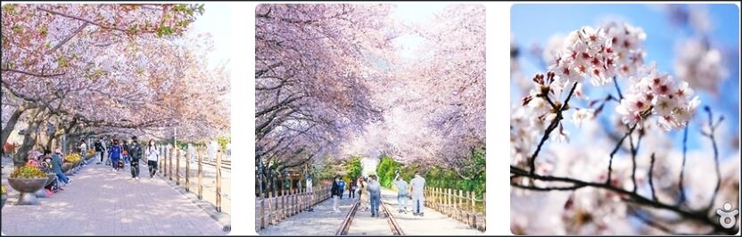 진해 군항제