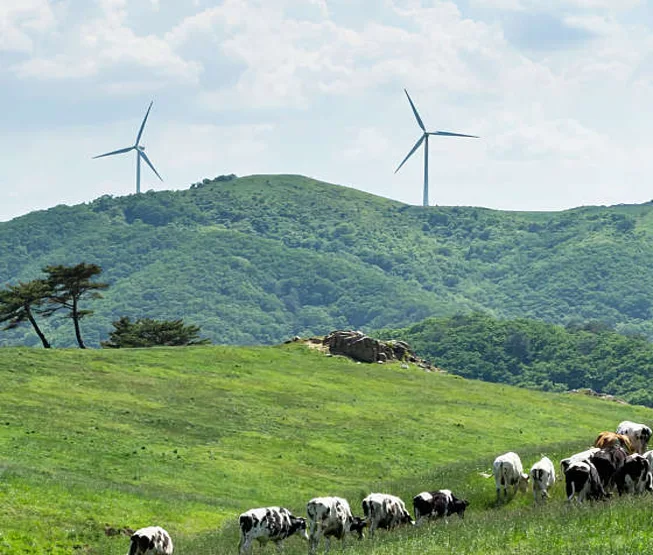 대관령 삼양라운드힐