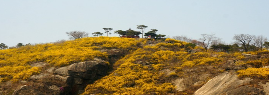 개나리꽃으로 뒤덮인 서울 성동구 응봉산 전경