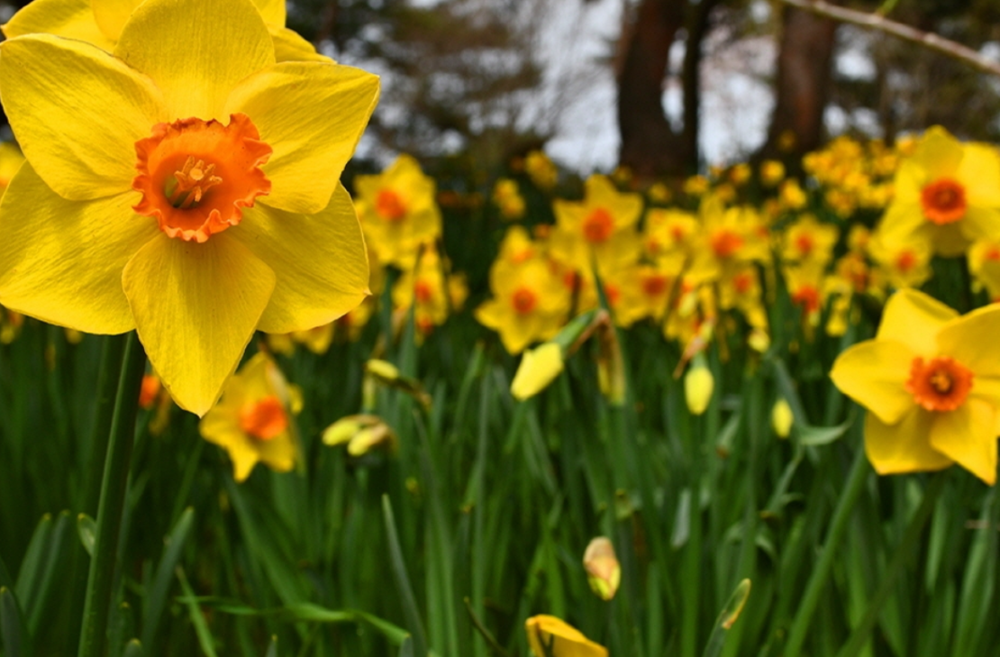 태안 세계튤립꽃박람회 추천 이유