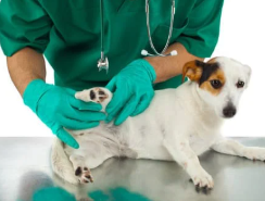 강아지 고관절 이형성증 원인, 예방법 수술 전 확인