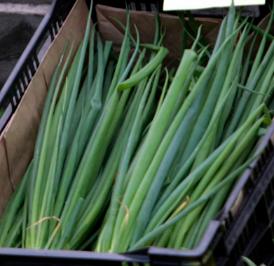 대파 효능과 부작용 고르는법