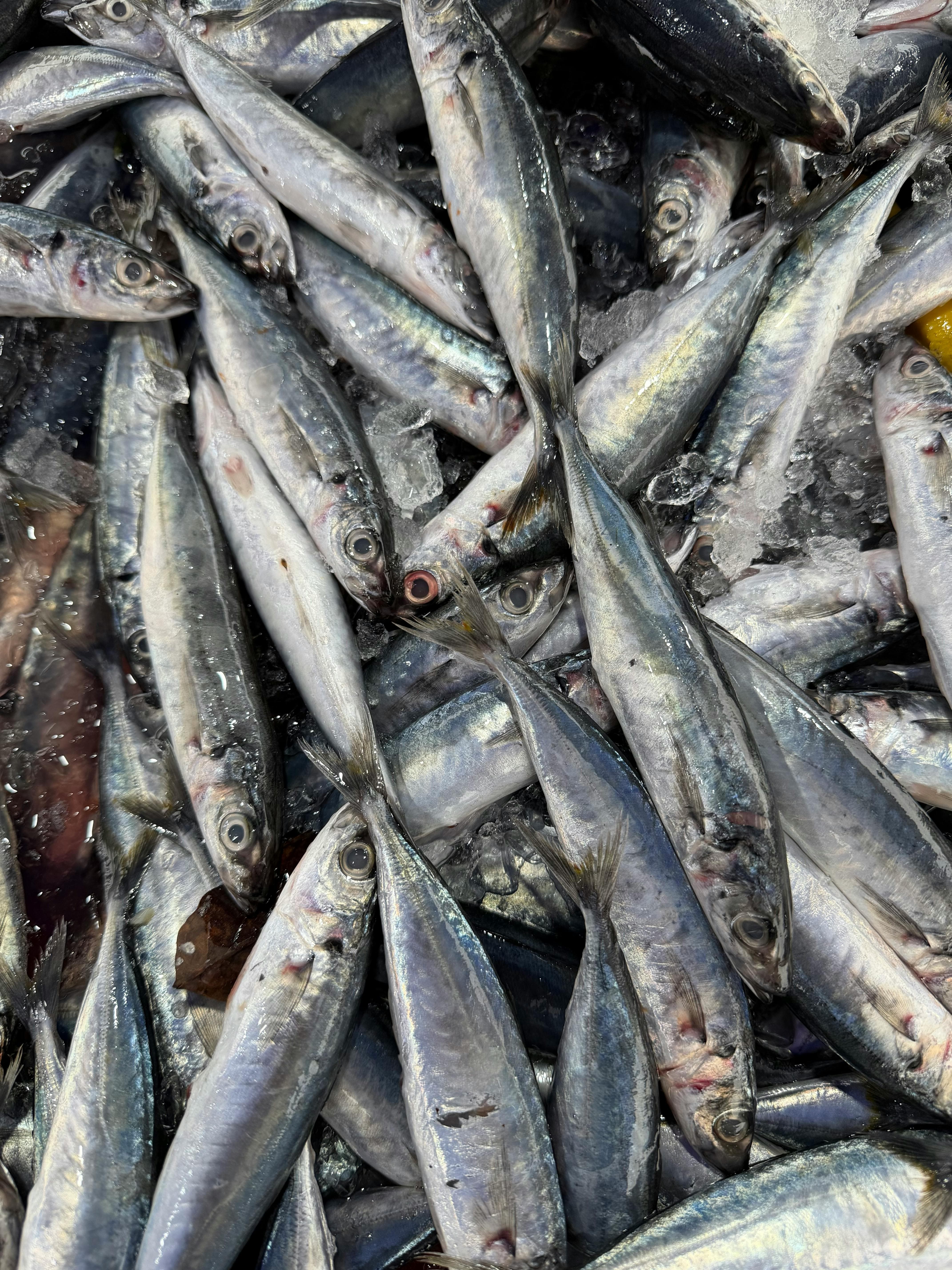 썩은 듯하거나 비릿한 냄새