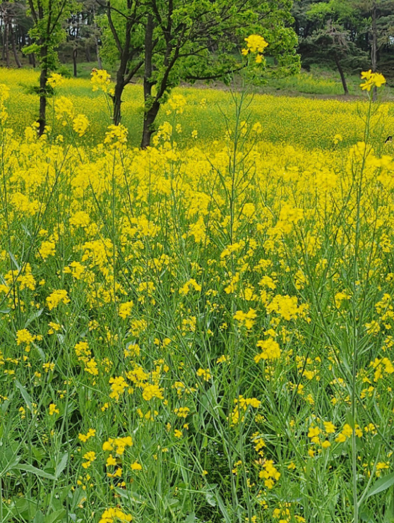 창녕 낙동강 유채축제 완벽 가이드: 대한민국 대표 봄꽃 축제