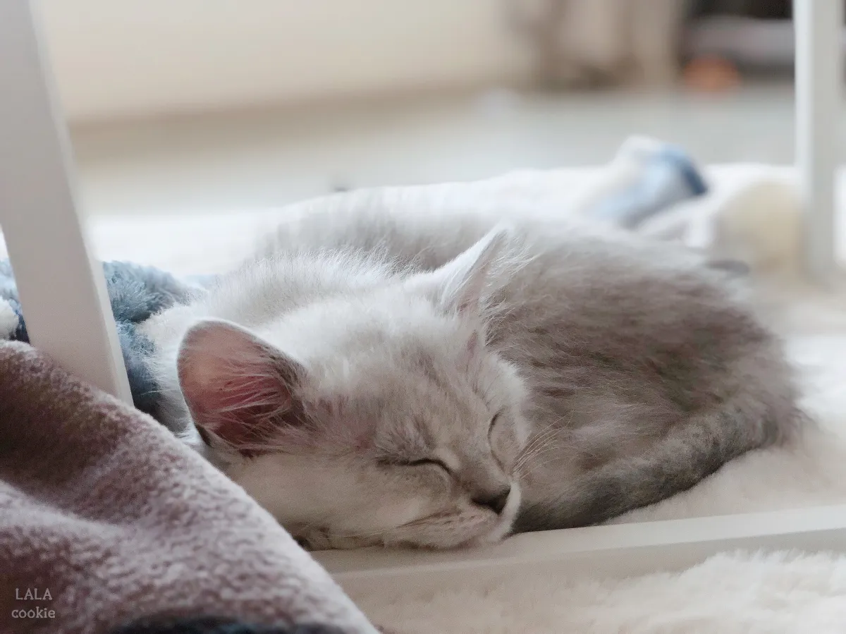 고양이-예방접종-시기와-유의사항-자는-고양이