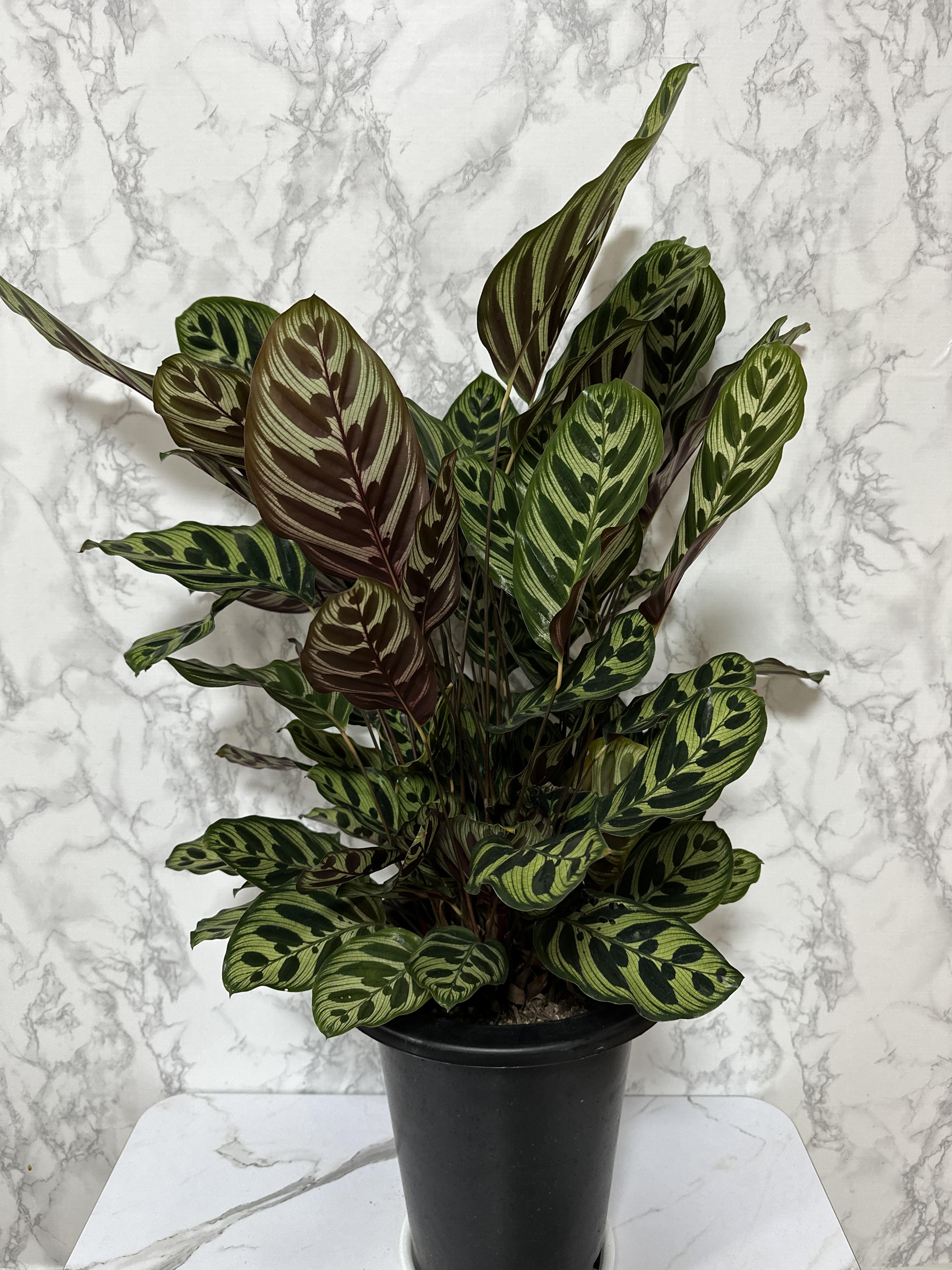 실내 공기정화식물 추천 마코야나 부부초