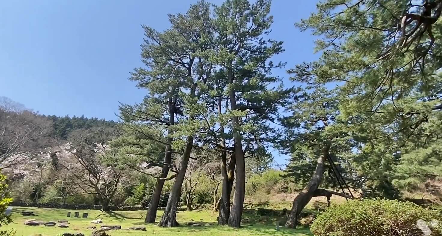 산천단곰솔