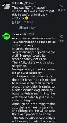 늑구' 열흘 생존의 미스터리, 늑대 특유의 케토시스 대사와 위장의 비밀