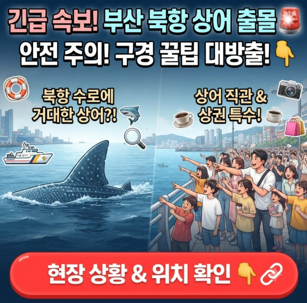 부산 북항 상어 출몰