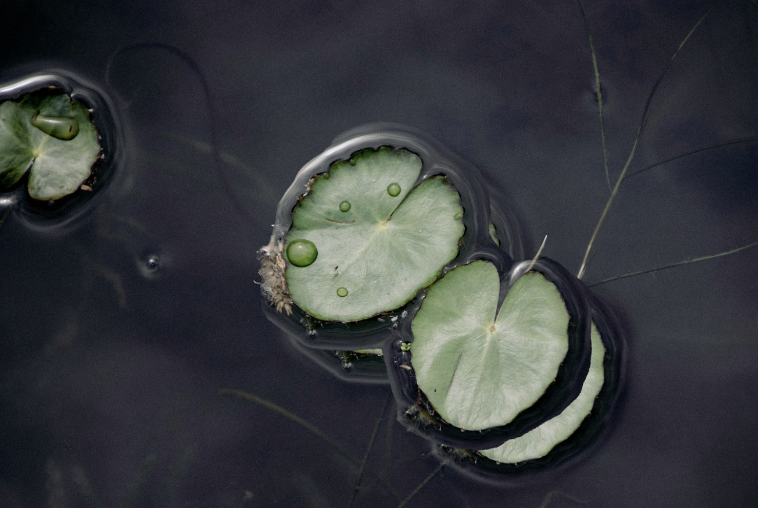 공기정화 식물의 향기와 아로마 테라피 효과