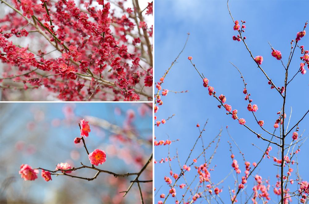 2025 봄꽃 여행&amp;#44; 봄꽃 축제3