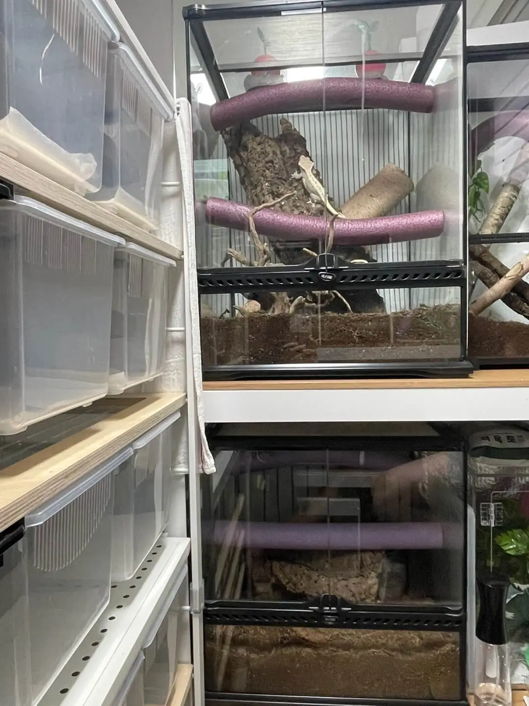 도마뱀 키우기 크래스티드 개코 