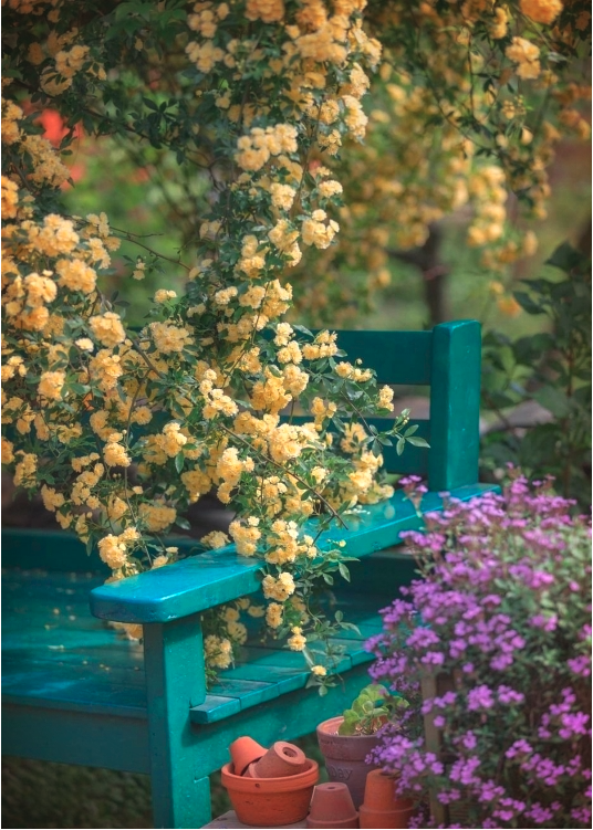 목향장미 명소 TOP4