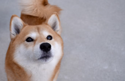 개가 눈을 크게 뜨는 이유