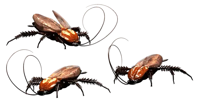 세스코 가정집 가격 무료진단 서비스