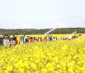 전국 벚꽃 봄꽃 축제 추천 Best 5