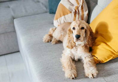 개에게 엎드려 있는 법을 가르치는 방법은?
