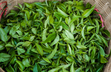 명이나물 장아찌 황금 레시피 및 재배법 (+ 모종 판매 수확시기 먹는 법)