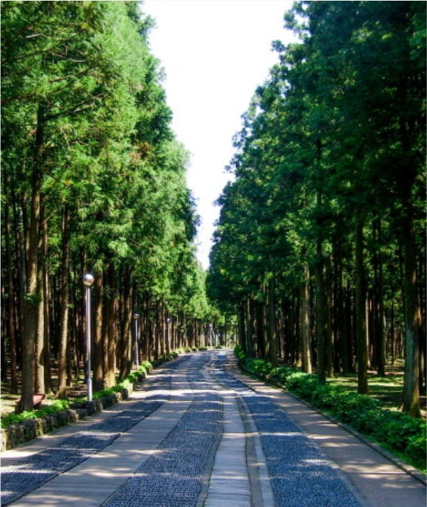 절물자연휴양림 숲속 힐링 여행과 숙소 정보