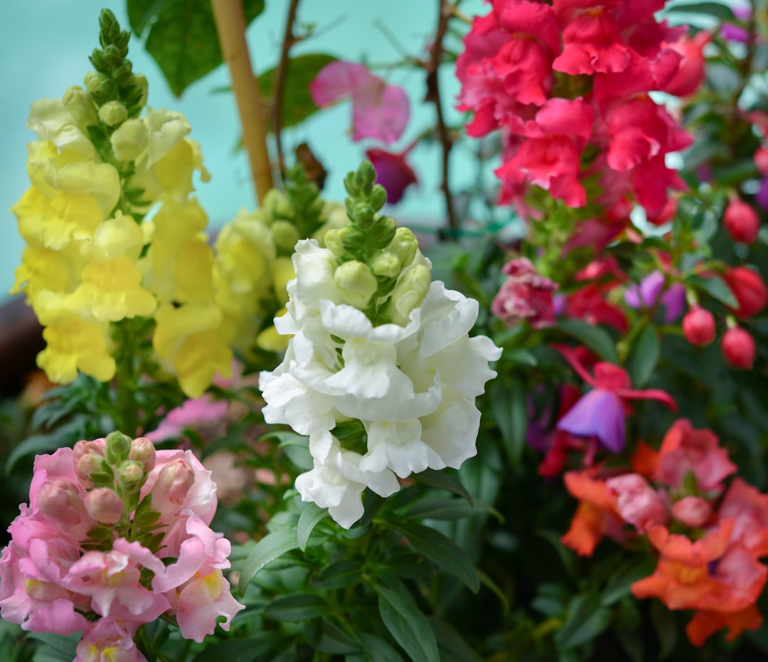 Flower Expo