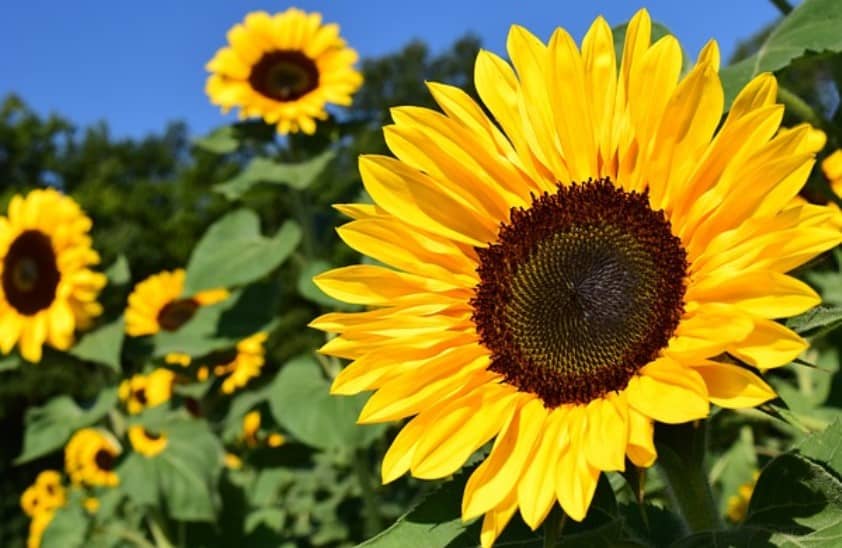 함안 강주 해바라기 축제