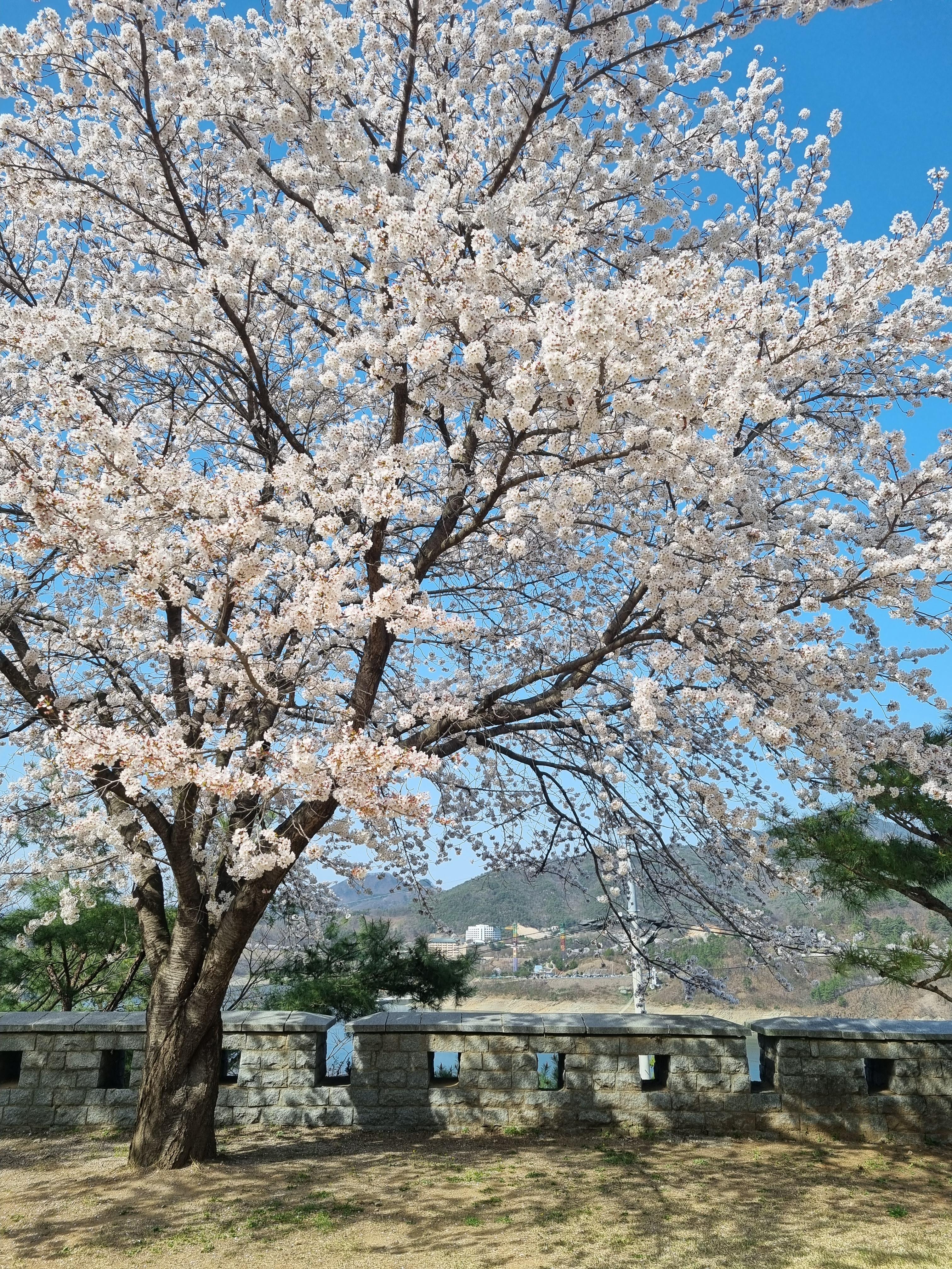 청풍호 벚꽃