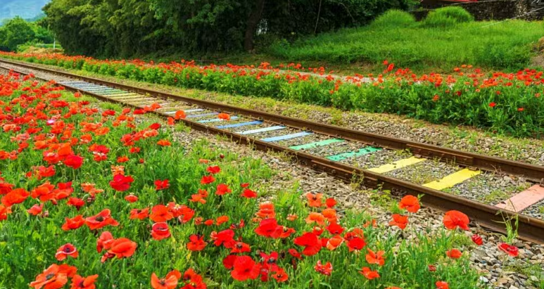 하동 북천 꽃양귀비 축제