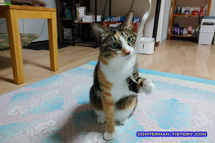 삼색이 고양이 장난감 놀이