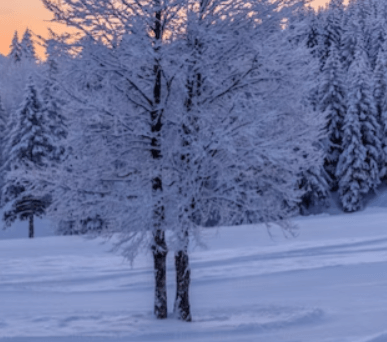 밀토제놀 효능 - 소나무 껍질