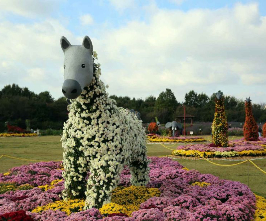 드림파크 국화축제 꽃말 사진