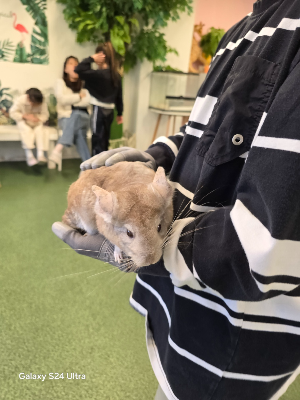 친칠라