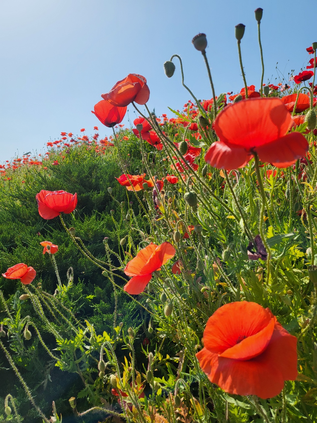  함안가볼만한곳 악양 뚝방길