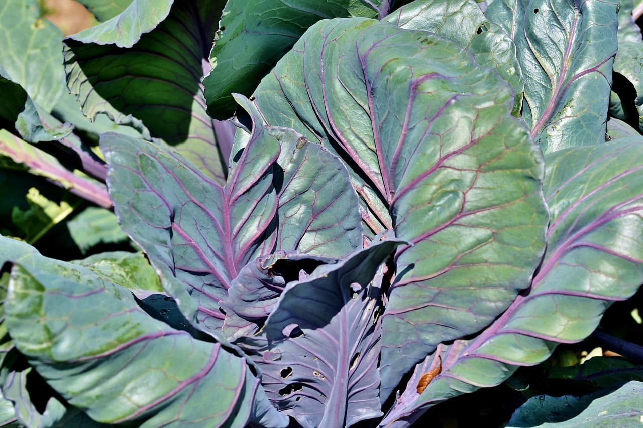 화학 농약 없이 키우는 친환경 유산채소