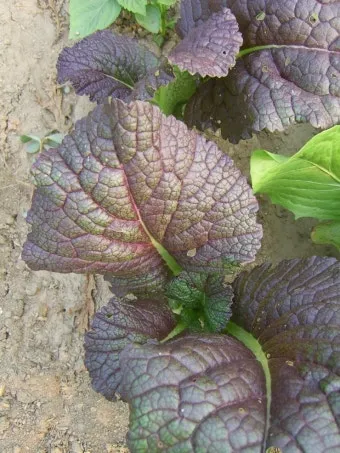 겨자채 재배 발아 빠름 간단한 관리 연속 파종_8