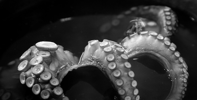 문어삶는법 제대로 알기