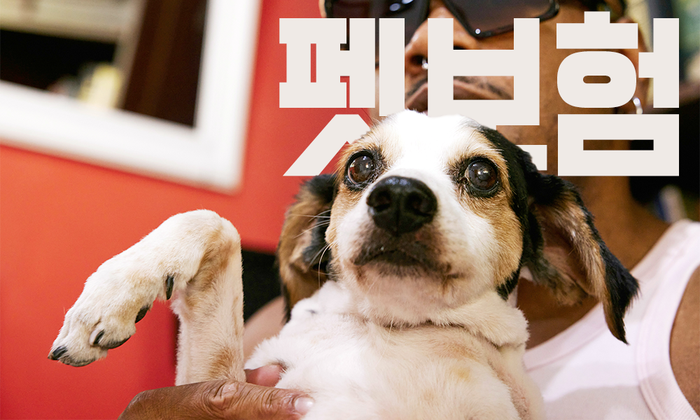 펫보험