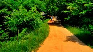 여름에 걷기 좋은 숲길 10