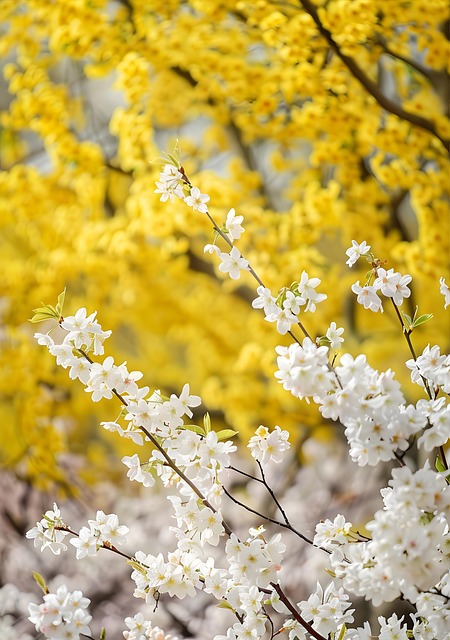 전국 벚꽃 만개 시기 