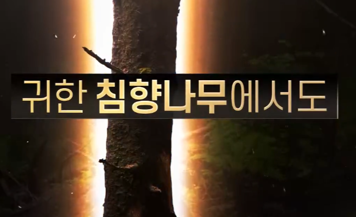 μΉ¨ν₯ν ν¨λ₯, κ°κ²©, λͺ¨λ κ²!(κ΄λ μΉ¨ν₯ν μ§μ€ λΆμ)