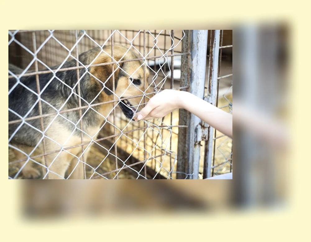 유기동물 입양_2_subsection