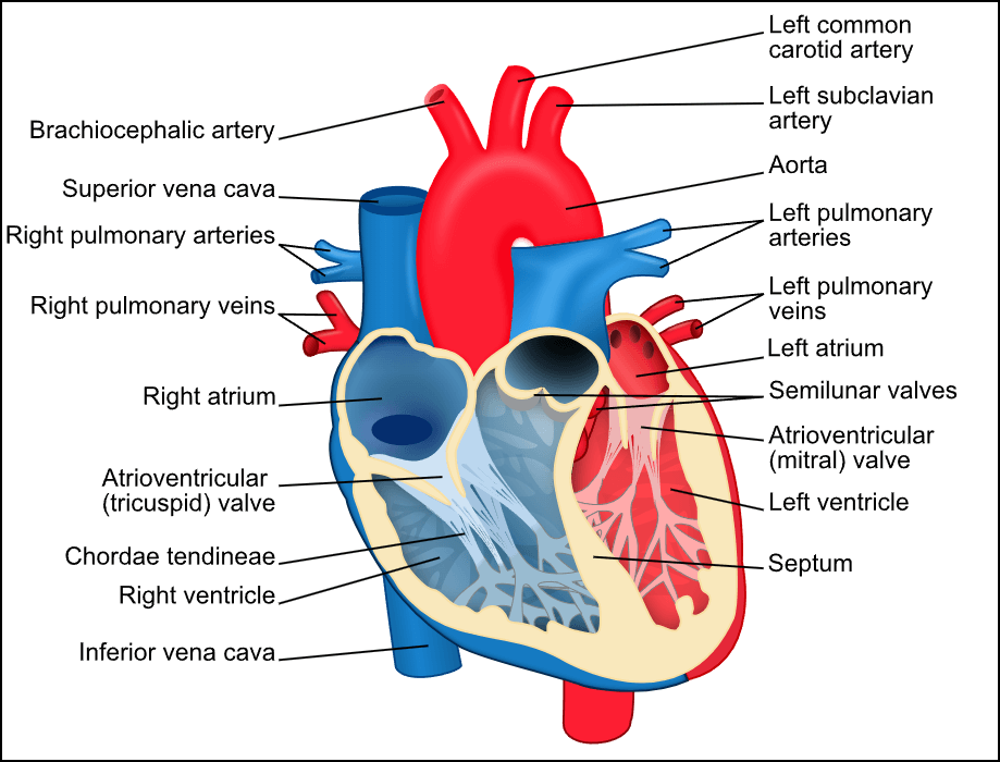 심근경색 예방법