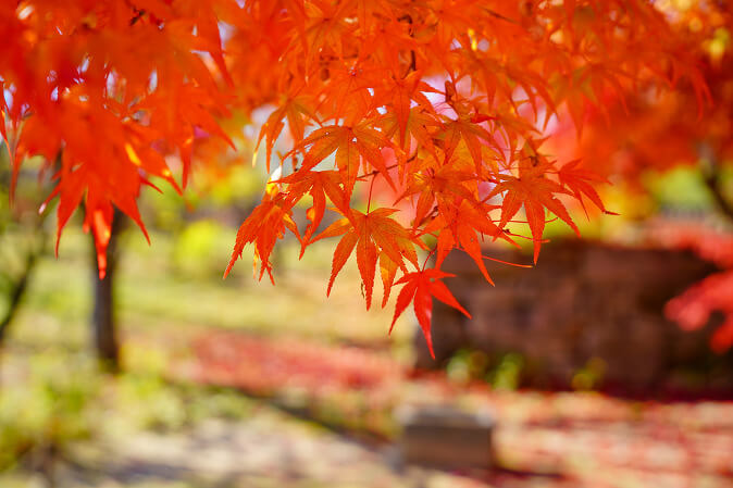 가을 단풍여행 꼭 가볼한 곳 베스트 5 여기는 꼭 가보세요!
