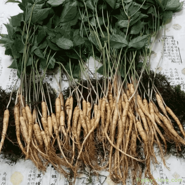 사포닌이 풍부한 웰빙 식품 새싹삼