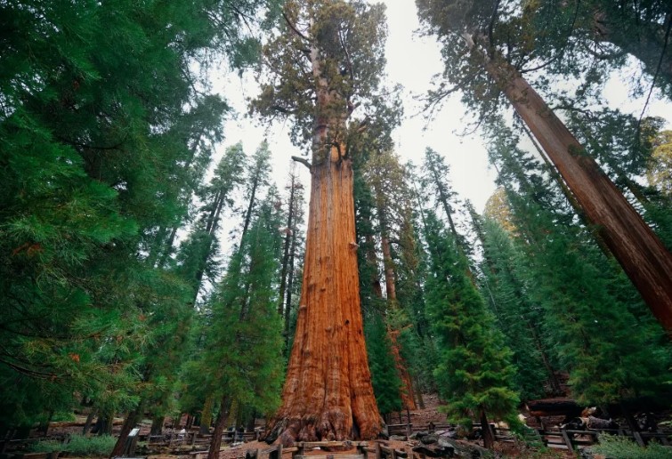 가성비 미국 여행지 추천 세쿼이아 국립공원