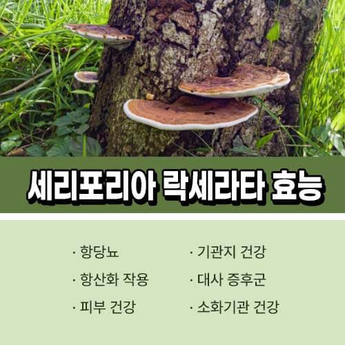 세리포리아 락세라타 효능