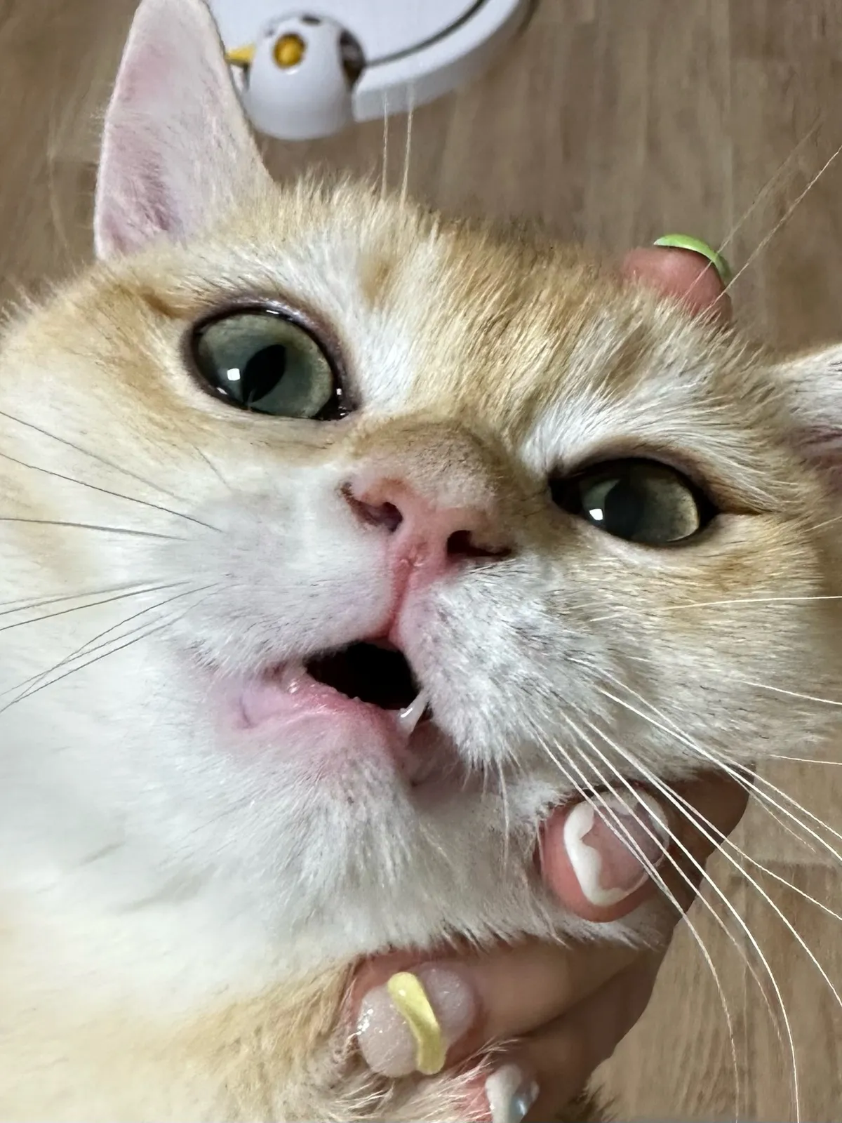 &amp;quot;고양이