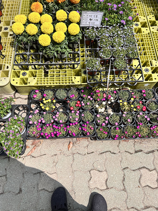 창동 하나로마트에서 판매 중인 다양한 다육&#44; 선인장류