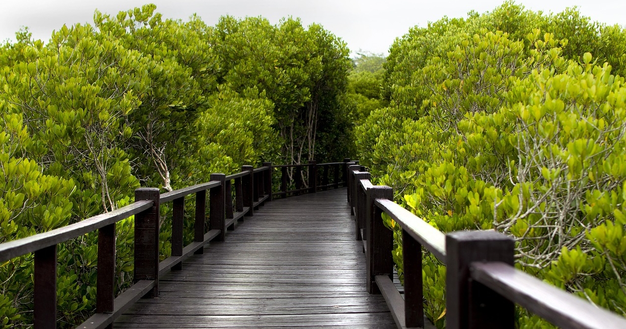 카타르 움 바브 맹그로브 숲