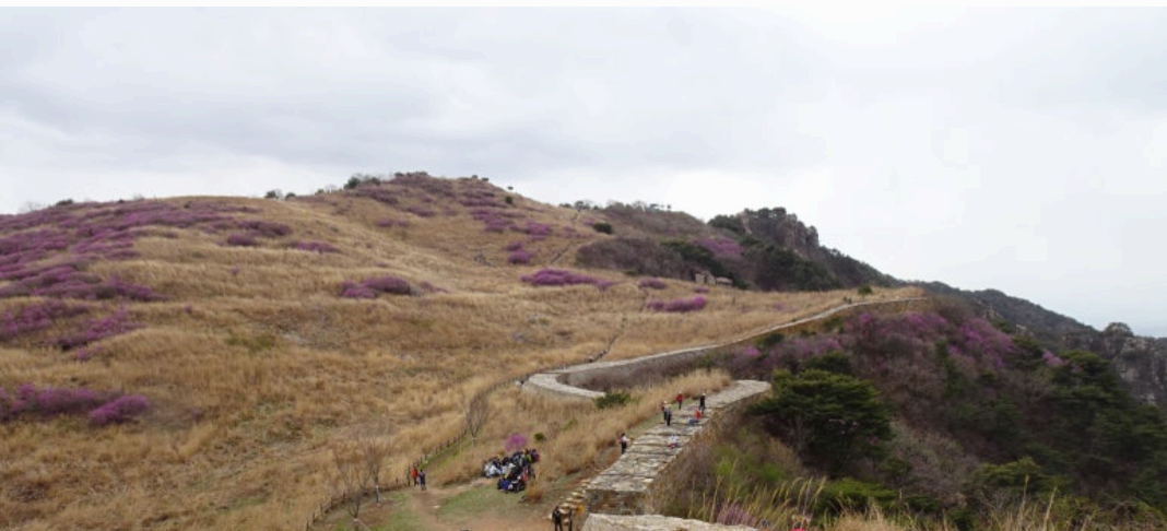 [4월 축제]화왕산 진달래❘4월 둘째주 주말 개화 상황, 방문 후기, 교통편, 맛집